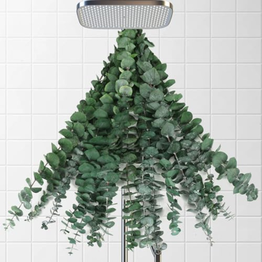 Dried Eucalyptus Stems for Sho - Home Fragrance Eucalyptus recension och pris